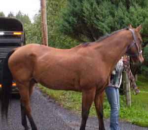 My first horse the day I picked him up. 26 years old.