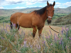 Chaco in eastern Washington
